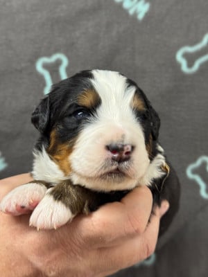 Les chiots de Bouvier Bernois