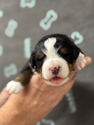 Les chiots de Bouvier Bernois