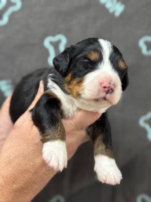 Les chiots de Bouvier Bernois