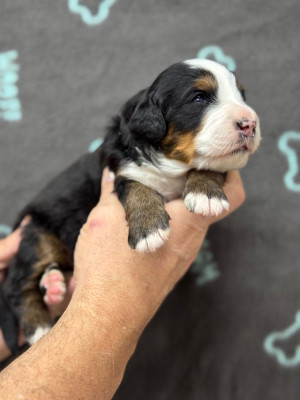 Les chiots de Bouvier Bernois