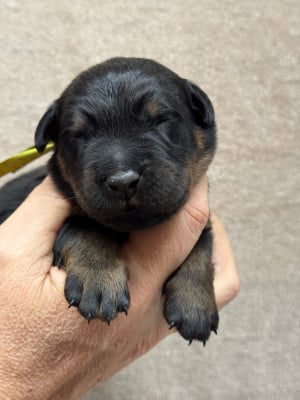 Les chiots de Berger de Beauce