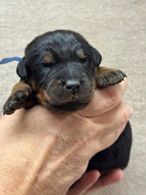 Les chiots de Berger de Beauce