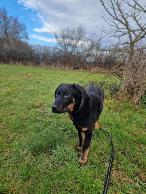 Les chiots de Berger de Beauce