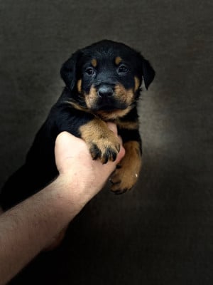 Les chiots de Berger de Beauce