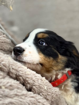 Les chiots de Bouvier Bernois