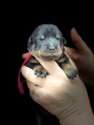 Les chiots de Berger de Beauce