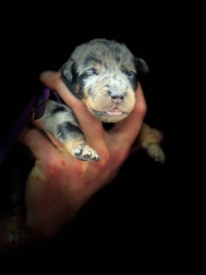 Les chiots de Berger de Beauce