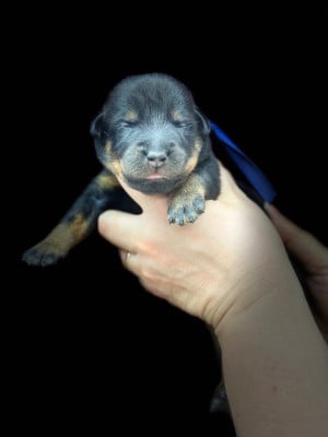 Les chiots de Berger de Beauce