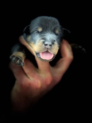 Les chiots de Berger de Beauce