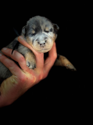 Les chiots de Berger de Beauce
