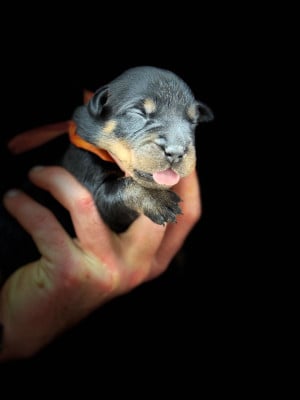 Les chiots de Berger de Beauce