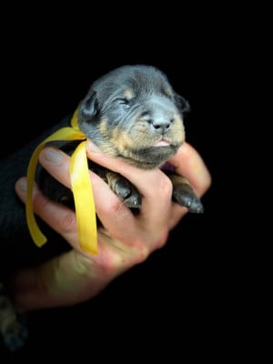 Les chiots de Berger de Beauce