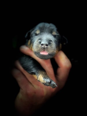 Les chiots de Berger de Beauce