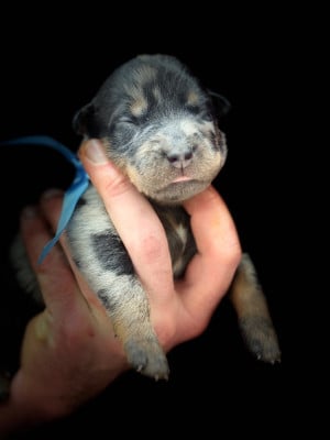 Les chiots de Berger de Beauce