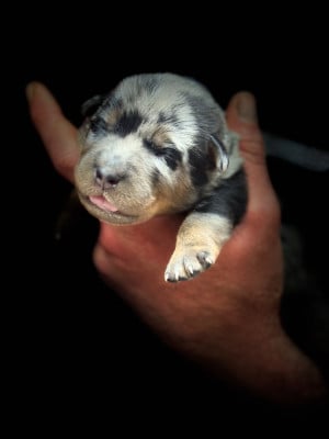 Les chiots de Berger de Beauce