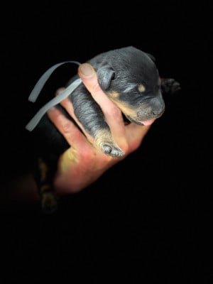 Les chiots de Berger de Beauce