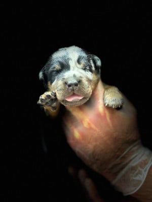 Les chiots de Berger de Beauce