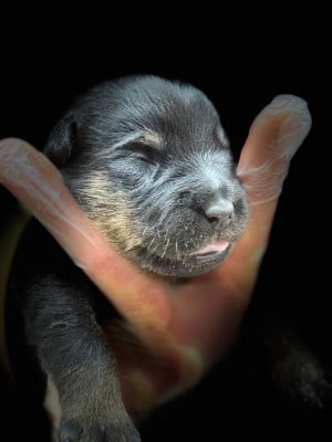 Les chiots de Berger de Beauce