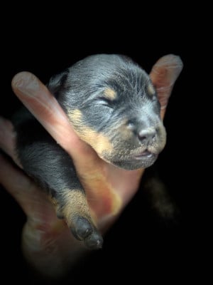 Les chiots de Berger de Beauce