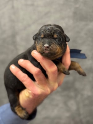 Les chiots de Berger de Beauce
