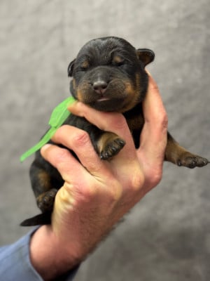 Les chiots de Berger de Beauce