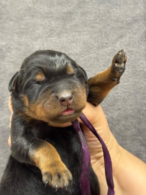 Les chiots de Berger de Beauce