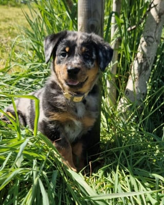 Les chiots de Berger de Beauce