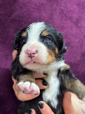 Les chiots de Bouvier Bernois