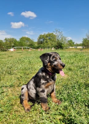 Les chiots de Berger de Beauce