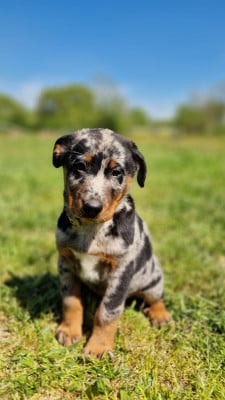 Les chiots de Berger de Beauce