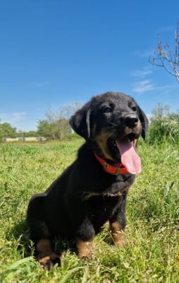 Les chiots de Berger de Beauce