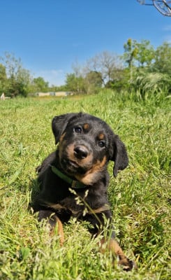 Les chiots de Berger de Beauce