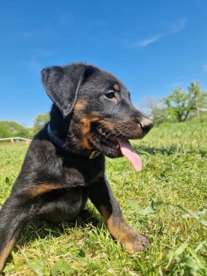Les chiots de Berger de Beauce