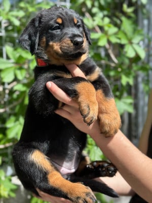 Les chiots de Berger de Beauce