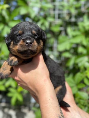 Les chiots de Berger de Beauce