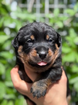Les chiots de Berger de Beauce