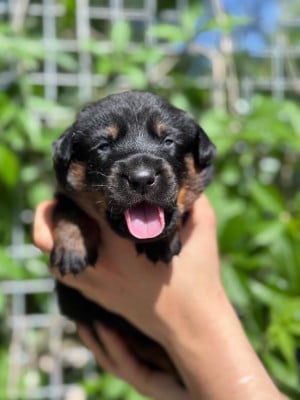 Les chiots de Berger de Beauce