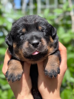 Les chiots de Berger de Beauce