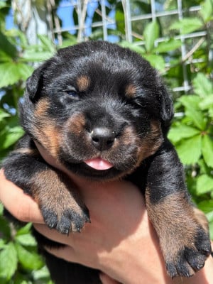 Les chiots de Berger de Beauce