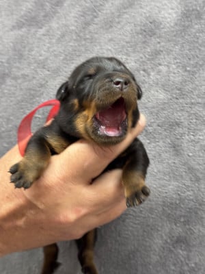 Les chiots de Berger de Beauce