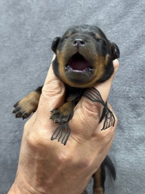 Les chiots de Berger de Beauce