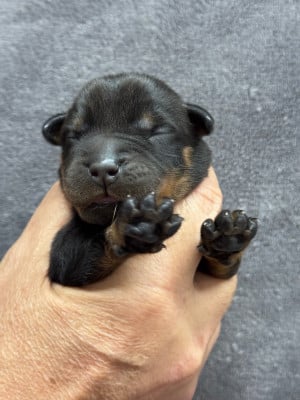 Les chiots de Berger de Beauce