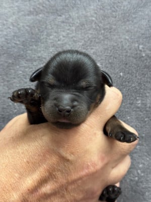 Les chiots de Berger de Beauce