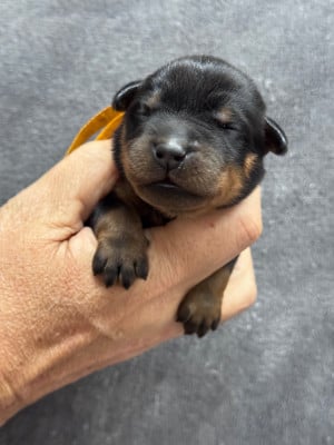 Les chiots de Berger de Beauce