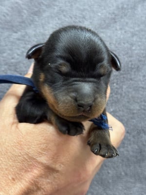 Les chiots de Berger de Beauce
