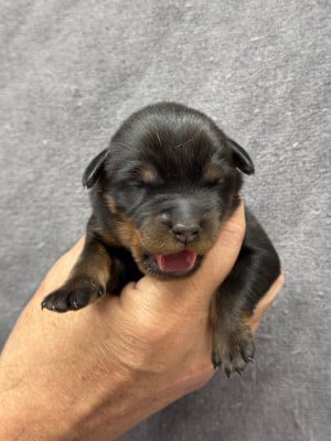 Les chiots de Berger de Beauce