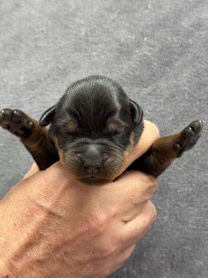 Les chiots de Berger de Beauce