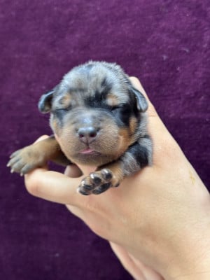 Les chiots de Berger de Beauce