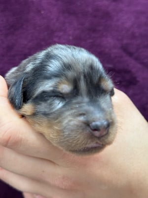 Les chiots de Berger de Beauce