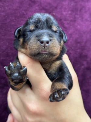 Les chiots de Berger de Beauce